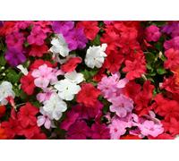 Impatiens Walleriana Elite Mix 12 Plug Plants Busy Lizzie
