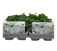 Impatiens White 6 Pack x 2 - 12 Plants Garden-Ready Bedding Flowers