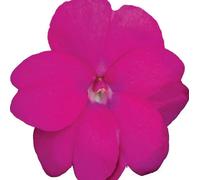 Impatiens X New-Guinea Hot Lilac 6 Plug Plants Busy Lizzie Sunpatiens