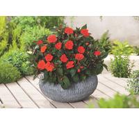 Impatiens X New-Guinea Orange 6 Plug Plants Busy Lizzie Sunpatiens