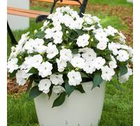 Impatiens X New-Guinea White 6 Plug Plants Busy Lizzie Sunpatiens