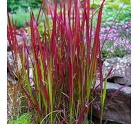 Imperata Cylindrica Red Baron (Japanese Blood Grass) 9cm/2L/3L7.5L, 2L