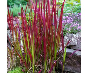 Imperata Cylindrica Red Baron (Japanese Blood Grass) 9cm/2L/3L7.5L, 9cm