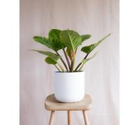 Imperial Green Indoor Houseplant - Hello Houseplants