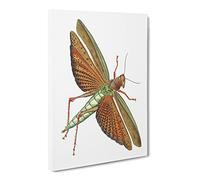 Imperial Locust By George Shaw Canvas Print | Gallery Wrapped 30mm Frame Wall Art | 20x14 inches | Ready to Hang | Retro Picture | Living Room Bedroom Lounge Office