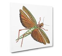 Imperial Locust by George Shaw Vintage Canvas Wall Art Print Ready to Hang, Framed Picture for Living Room Bedroom Home Office Décor, 20x20 Inch (50x50 cm)