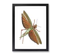 Imperial Locust By George Shaw Vintage Framed Print | A3 Black Framed Wall Art | Ready to Hang | Classic Nature Picture | Living Room Bedroom Lounge Office