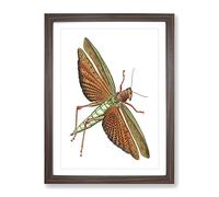 Imperial Locust By George Shaw Vintage Framed Print | A4 Walnut Framed Wall Art | Ready to Hang | Classic Nature Picture | Living Room Bedroom Lounge Office