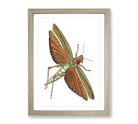 Imperial Locust By George Shaw Vintage Framed Wall Art Print, Ready to Hang Picture for Living Room Bedroom Home Office Décor, Oak A4 (34 x 25 cm)