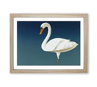 Impressive Swan BLK Framed Print | A2 Oak Framed Wall Art | Ready to Hang | Modern Animal Picture | Living Room Bedroom Lounge Office