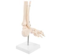 IMUSINICE Human Foot Joint Model with Wire Mounted Structure on Stand for Visual Aids Anatomical Pvc Foot Skeleton and Schools Teaching Supplies