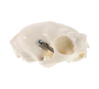 IMUSINICE Realistic for with and Portable Guide Personal Size Comprehensive Skull Model Pvc Anatomical Skeleton Display in Beige Cat Collections and Classroom Demonstrations