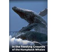 In the Feeding Grounds of the Humpback Whales