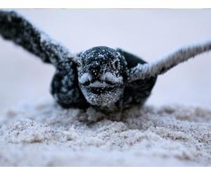 In the Realm of the Great Apes