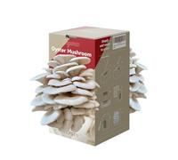 inbloom Large Organic Oyster Mushroom Grow Kit (4 lbs), Double-Side Mushroom Growing Kit, Edible Non-GMO Mushroom Kit, Grow Your Own Mushrooms at Home, Indoor Gardening Gift for Adult, Holiday Gift