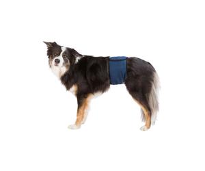 Incontinence Protector Trixie Male Plug Abdomen