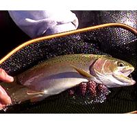 Incredible Trout Fishing in the Eastern Sierras