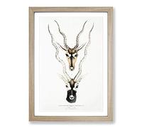 Indian Antelope by John Edward Gray Framed Print | A2 Oak Framed Wall Art | Ready to Hang | Modern Nature Picture | Living Room Bedroom Lounge Office