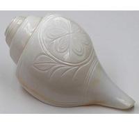 Indian Conch Shell Vamavarti Natural Loud Blowing Shankh for Pooja Original, Engraved Basic Small Size, 12 to 13 cm, 250 to 300 Grams by Indian Collectible