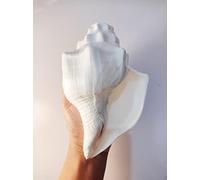 Indian GAYATRI Blowing American Shankh (Large) for Pooja Blowing Original, Size: 8 inches | with Loud Echo Sound | Conch Shell for Pooja by Indian Collectible