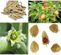 Indian Ginseng Seeds | Ashwagandha | 50+ Seeds