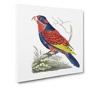 Indian Lory Bird by George Shaw Canvas Print | Gallery Wrapped 30mm Frame Wall Art | 14x14 inches | Ready to Hang | Retro Animals Picture | Living Room Bedroom Lounge Office