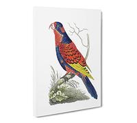 Indian Lory Bird By George Shaw Canvas Print | Gallery Wrapped 30mm Frame Wall Art | 24x16 inches | Ready to Hang | Retro Animals Picture | Living Room Bedroom Lounge Office