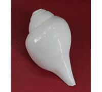 Indian Loud Blowing Shankh for Pooja Original Big Size 6 Inch Conch Shell White Jumbo/Blowing, Loud Blowing Shankh for Pooja Original, Engraved Basic Small Size (White) By Indian Collectible