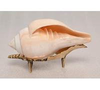 Indian Natural Vamavarti Non Blowing Shankh with Stand for Home | Pooja | Gifting & Decor { 10-13 cm } by Indian Collectible