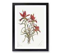 Indian Paintbrush by Mary Vaux Walcott Framed Print | A2 Black Framed Wall Art | Ready to Hang | Modern Nature Picture | Living Room Bedroom Lounge Office