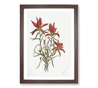 Indian Paintbrush by Mary Vaux Walcott Framed Print | A2 Walnut Framed Wall Art | Ready to Hang | Modern Nature Picture | Living Room Bedroom Lounge Office