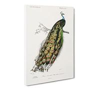 Indian Peacock By Charles D' Orbigny Canvas Print | Gallery Wrapped 30mm Frame Wall Art | 30x20 inches | Ready to Hang | Retro Picture | Living Room Bedroom Lounge Office