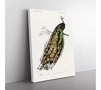 Indian Peacock By Charles D' Orbigny Vintage Canvas Wall Art Print Ready to Hang, Framed Picture for Living Room Bedroom Home Office Décor, 50x35 cm (20x14 Inch)