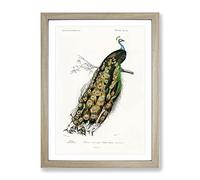 Indian Peacock By Charles D' Orbigny Vintage Framed Print | A2 Oak Framed Wall Art | Ready to Hang | Classic Animal Picture | Living Room Bedroom Lounge Office