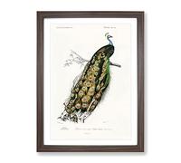 Indian Peacock By Charles D' Orbigny Vintage Framed Print | A4 Walnut Framed Wall Art | Ready to Hang | Classic Animal Picture | Living Room Bedroom Lounge Office