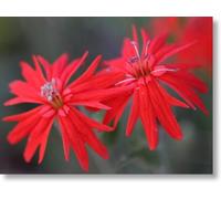 Indian Pink 30ml Dosage Flower Essence Prepared from FES Stock Essences