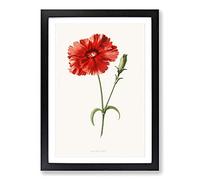 Indian Pink Flower by Frederick Edward Hulme Framed Print | A2 Black Framed Wall Art | Ready to Hang | Modern Floral Picture | Living Room Bedroom Lounge Office