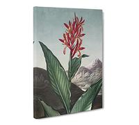Indian Reed Flower By Robert John Thornton Canvas Print | Gallery Wrapped 30mm Frame Wall Art | 20x14 inches | Ready to Hang | Retro Floral Picture | Living Room Bedroom Lounge Office