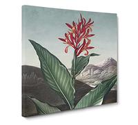 Indian Reed Flower by Robert John Thornton Canvas Print | Gallery Wrapped 30mm Frame Wall Art | 20x20 inches | Ready to Hang | Retro Floral Picture | Living Room Bedroom Lounge Office