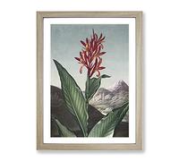 Indian Reed Flower By Robert John Thornton Vintage Framed Print | A2 Oak Framed Wall Art | Ready to Hang | Classic Floral Picture | Living Room Bedroom Lounge Office
