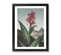 Indian Reed Flower By Robert John Thornton Vintage Framed Print | A3 Black Framed Wall Art | Ready to Hang | Classic Floral Picture | Living Room Bedroom Lounge Office