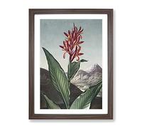 Indian Reed Flower By Robert John Thornton Vintage Framed Print | A3 Walnut Framed Wall Art | Ready to Hang | Classic Floral Picture | Living Room Bedroom Lounge Office