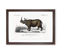 Indian Rhinoceros by Charles d' Orbigny Framed Print | A2 Walnut Framed Wall Art | Ready to Hang | Modern Nature Picture | Living Room Bedroom Lounge Office
