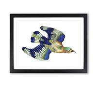 Indian Roller Bird By George Shaw Vintage Framed Wall Art Print, Ready to Hang Picture for Living Room Bedroom Home Office Décor, Black A4 (34 x 25 cm)