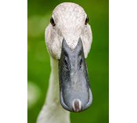 Indian Runner Duck Journal: 150 page lined notebook/diary