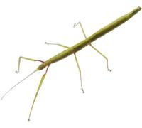 Indian Stick Insects, 8-10cm, Set of 5, Comes with Leaves for Feeding, 12 Months Lifespan, Beginner Care Level