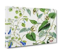 Indian Tobacco Flowers By W.H. Fitch Vintage Canvas Wall Art Print Ready to Hang, Framed Picture for Living Room Bedroom Home Office Décor, 24x16 Inch (60x40 cm)