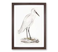 Indian White Heron by John Edward Gray Framed Print | A2 Walnut Framed Wall Art | Ready to Hang | Modern Animal Picture | Living Room Bedroom Lounge Office
