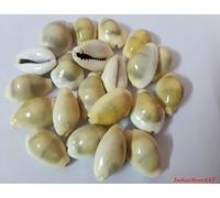 IndianStore4All Original Energized Moksha Yellow Laxmi Kaudi Conch Set Of 21 Piece