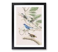 Indigo Birds by John James Audubon Framed Print | A2 Black Framed Wall Art | Ready to Hang | Modern Nature Picture | Living Room Bedroom Lounge Office